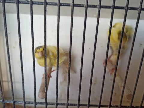 Canaris fris&eacute;s 70 77400 Saint-thibault-des-vignes