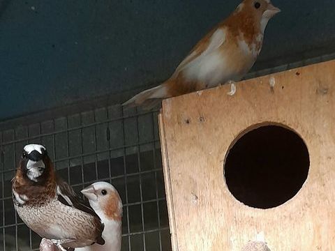 moineaux du japon mâles 5 35310 Cintr