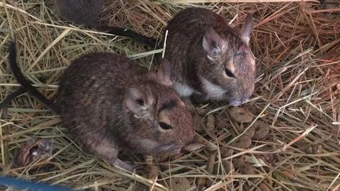 Octodon 10 84800 L'isle-sur-la-sorgue