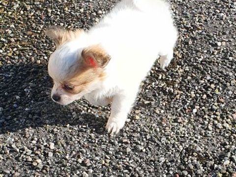 Chihuahua femelles 1200 70110 Villersexel