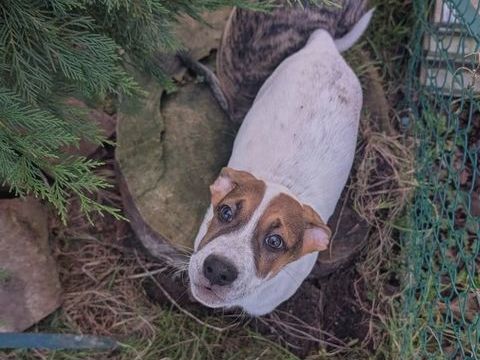 Roach, m&acirc;le X berger, n&eacute; le 01/11/2025 🤍 300 22000 Saint-brieuc