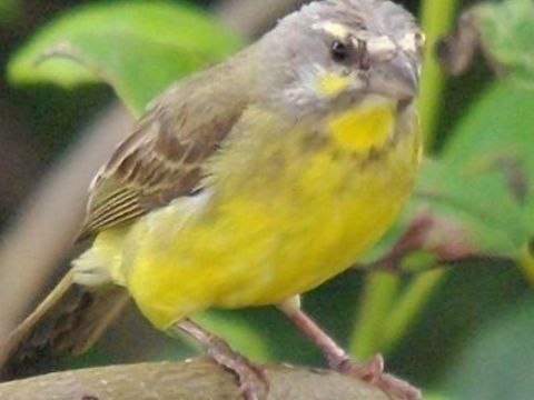 Femelle serin du Mozambique 70 17000 La rochelle