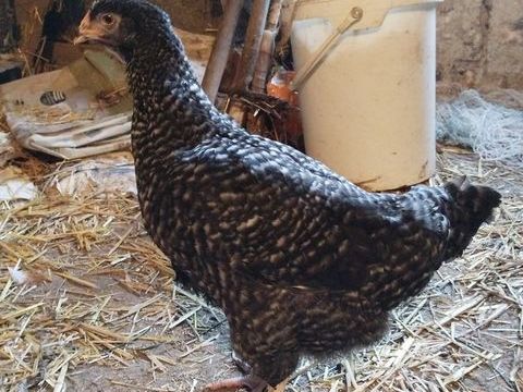 Poulette coucou de rennes 20 