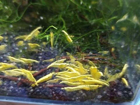 Crevettes divers 10 94380 Bonneuil-sur-marne