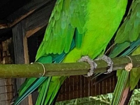 Grande Perruche BARRABAND Mâle 110 49230 Montfaucon-montign