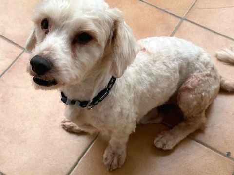 ✨️ SAFI ✨️ 🐶 350 27100 Le vaudreuil