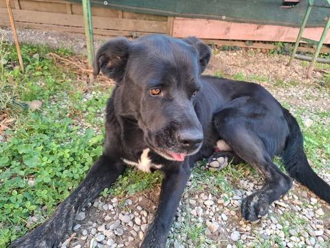 Chien SCOUBIDOU &agrave; l adoption 300 26800 Portes-l�s-valence