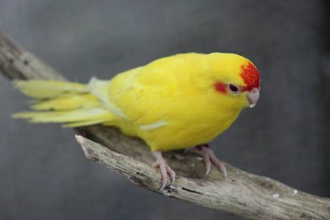 Perruche Kakariki Jaune FR /Cinnamon 45 44130 Notre-dame-des-landes