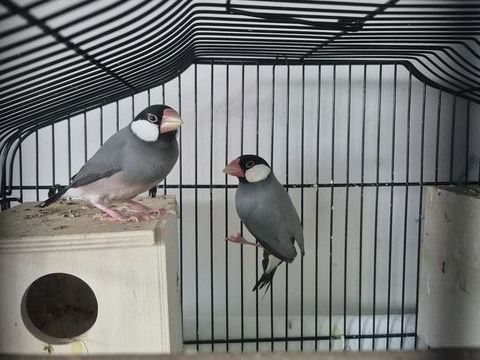 Padda. mandarin,  caille chine et caille japon 0 94600 Choisy-le-roi