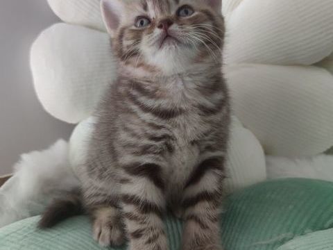 Vend chaton. LOOF 1300 71380 Saint-marcel