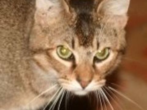 ABBYS CHAT BRUN 2 ANS 1/2 195 92260 Fontenay-aux-roses