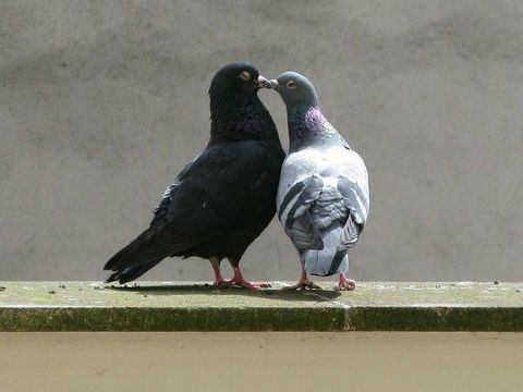 récupère pigeons 0 80170 Mharicourt