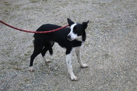 Chien VORIA dite Pepone &agrave; l Adoption 210 47160 Caubeyres