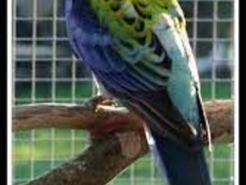 Palliceps 0 73310 Serri�res-en-chautagne