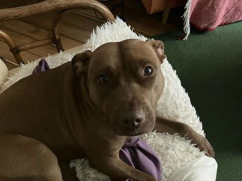 Brooklyn, femelle, Berger X Staffordshire Terrier (D&eacute;cat&eacute;goris&eacute;e par diagnose), n&eacute;e le 20/04/2022 380 60000 Allonne