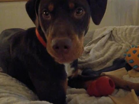 Chien SAKURA à l adoption 250 26130 Solrieux