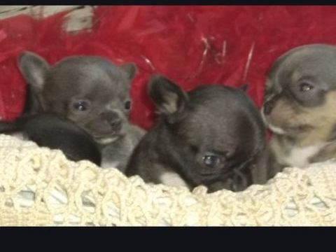 Males chihuahua poil court 700 11210 Port-la-nouvelle