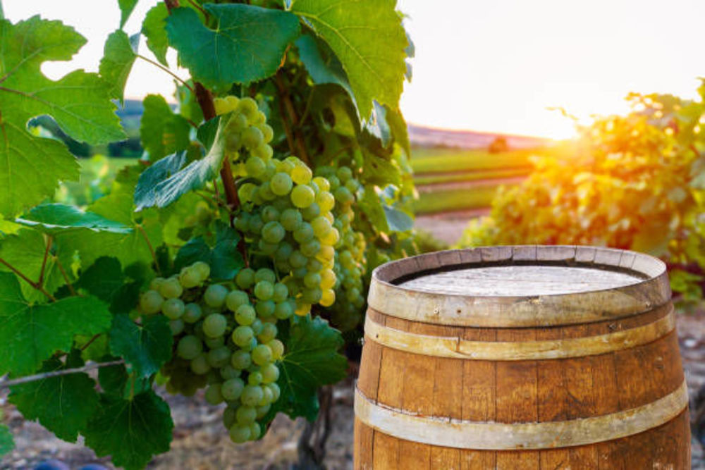 � vendre  Propri�t�/ch�teau Blaye (33390)