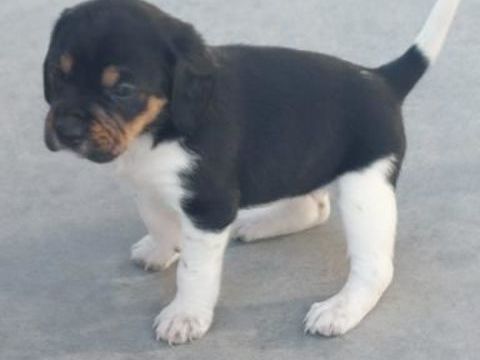 A réserver chiots croisés Beagle & Braque 0 35600 Sainte-marie