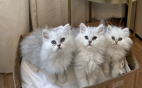 chaton persan 500 94120 Fontenay-sous-bois
