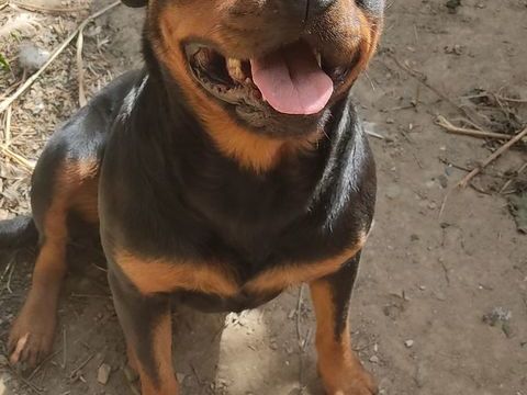 donne chienne Rottweiler 0 49520 Bouillé-ménard