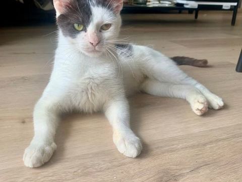 Hachigatsu 230 44000 Nantes