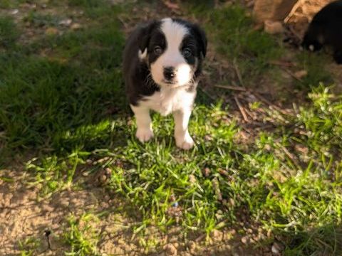 A reserver chiot border collie 0 81120 Lombers