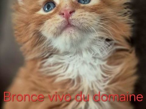 Magnifique+chatons+Maine+Coon+LOOF 1300 44350 Gu�rande