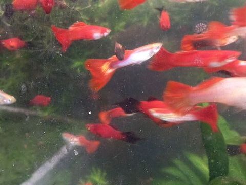 ferme discus barbin . 2 97490 Sainte-clotilde