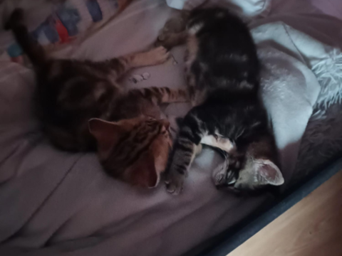 Duo frère et soeur 0 77130 Marolles-sur-seine