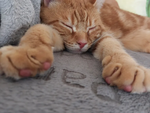 Milo 190 44000 Nantes