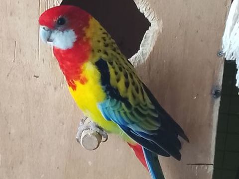 Omnicolore 0 62200 Boulogne-sur-mer