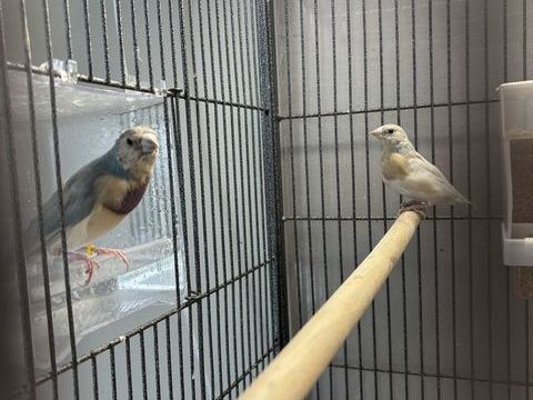 &Eacute;change diamant gould couleur rare 0 53230 Coss�-le-vivien