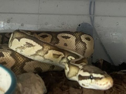 Pythons royaux 150 59310 Mouchin