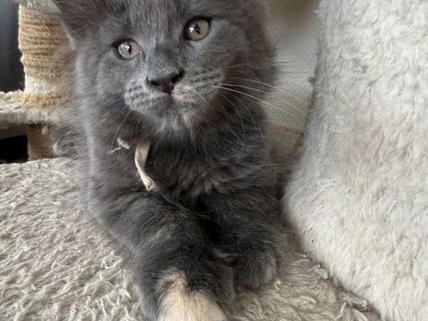 Bella ? chaton Femelle Maine Coon Bleue 750 92100 Boulogne-billancourt