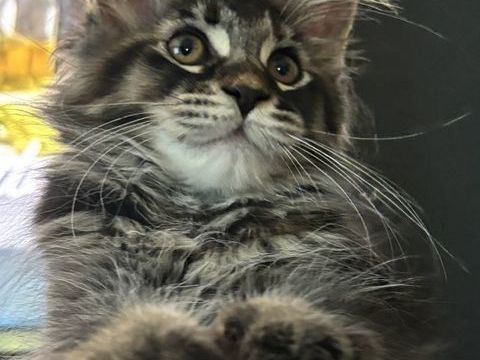 Chaton Maine Coon LOOF Femelle 1000 42290 Sorbiers