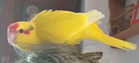 Perruche de sparrman EAM 80 07200 Aubenas