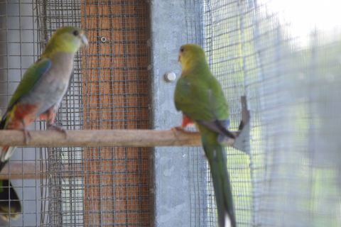 Perruche Red Capped 130 80000 Amiens