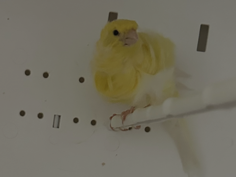 Canaris, frisé parisien 50 83210 Belgentier