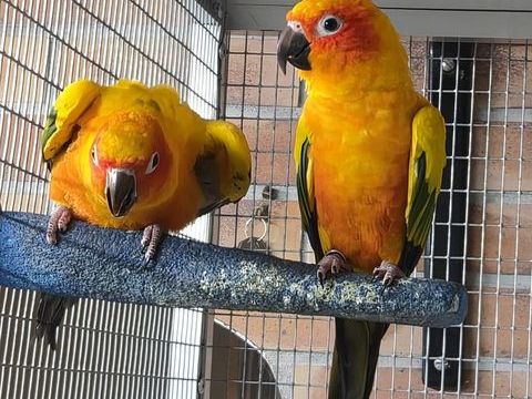 Conure Soleil de 2026 300 93290 Tremblay-en-france