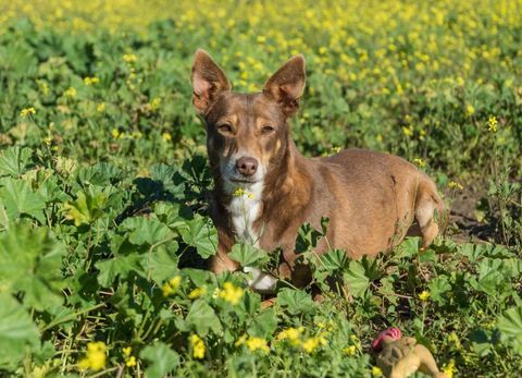 ESTRELLA 300 95610 �ragny