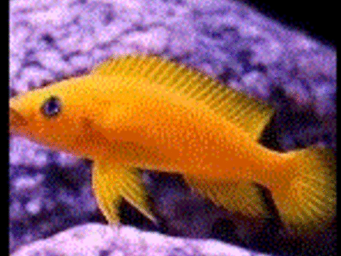 Je recherche Neolamprologus leloupi 0 86430 Adriers