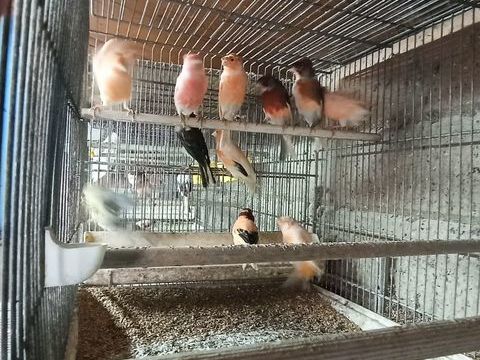 Canaris 50 77400 Saint-thibault-des-vignes