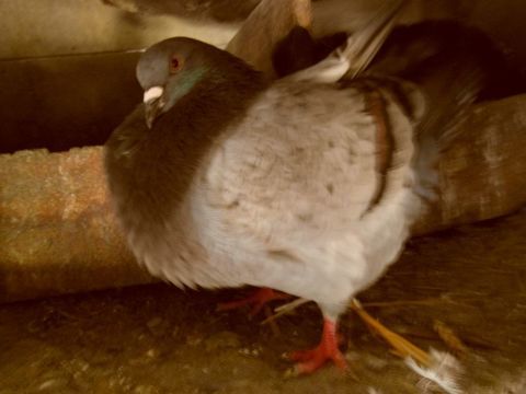 pigeons silver king nés en 2024/2025. 15 18100 Vierzon