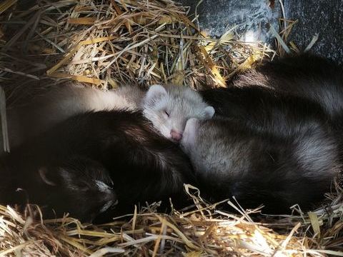 B&eacute;b&eacute;s furets &agrave; l'adoption ? 
1 80200 Péronne