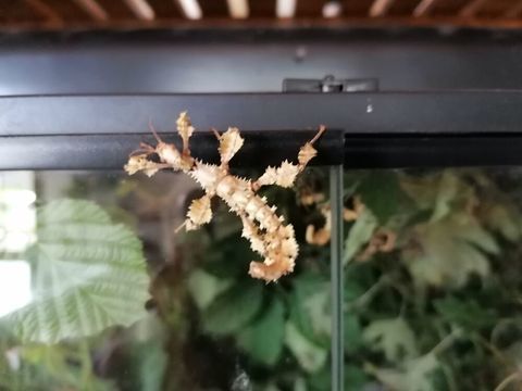 Phasmes scorpion 2 60240 Loconville