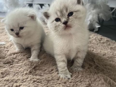 Loof chaton british shorthair seal point taby 4 femelles  1000 68000 Colmar