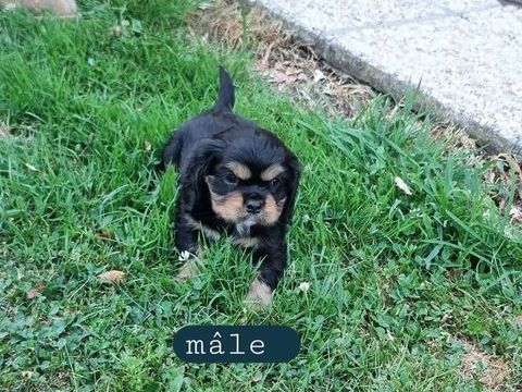 Chiots cavalier King Charles noir et feu 800 59550 Landrecies