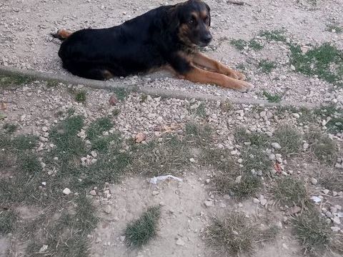 donne chien 0 31410 Capens