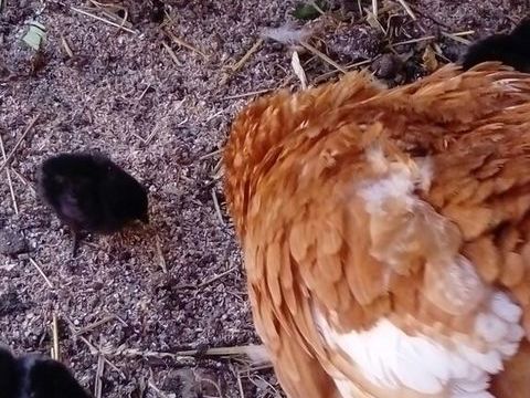 Oeufs de mes poules 0 68000 Colmar